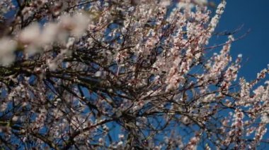 Baharda parlak mavi gökyüzüne karşı açan beyaz çiçeklerle kaplı ağaç dallarının yakın çekimi. Doğanın tazeliği ve güzelliği, bahar döneminin uyumunu yansıtıyor..