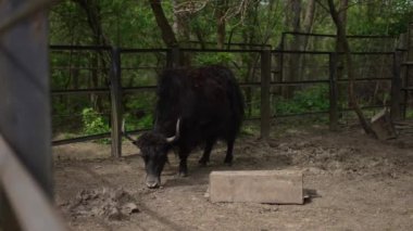 Büyük siyah olan hayvanat bahçesinde duruyor. Yerden bir şeyler yiyor ve etrafında ahşap çitler var..