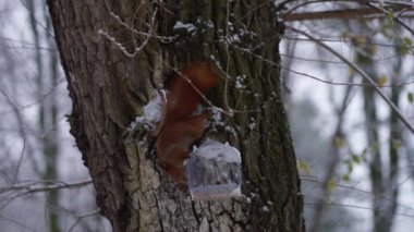 Kızıl sincap, kış ormanlarında karla kaplı ağaçta beslenirken durdu..