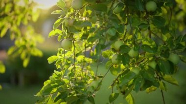 Güneşli elma dalları olgun meyvelerle doludur..