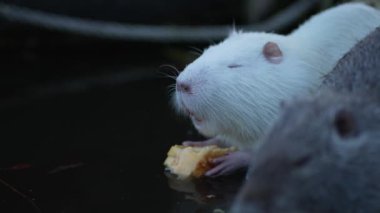 Albino nutria ön pençelerinde bir parça ekmek tutuyor ve onu yiyor..