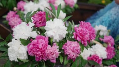 Yeşil yapraklı kütlenin arasında açan pembe ve beyaz şakayıklardan oluşan lüks bir buket. Şakayıklar gür ve parlak görünüyor.