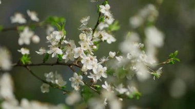 Bulanık yeşil orman arka planına karşı çiçek açan kiraz ağacı dallarının yakın çekimi.