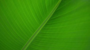 Muz yaprağına yakın çekim. Karmaşık desenler ve doğal dokuların güzelliğini ortaya çıkaran canlı yeşil renkler..