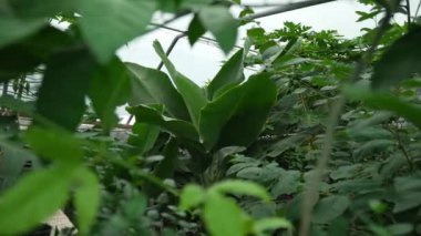 Serada yetişen büyük yeşil muz yapraklarının canlı görüntüsü, diğer tropikal bitkilerle çevrili..