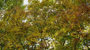 Sarı, yeşil ve kahverengimsi renklerdeki yoğun sonbahar yaprakları mevsimsel değişimin pitoresk bir görüntüsünü oluşturur..