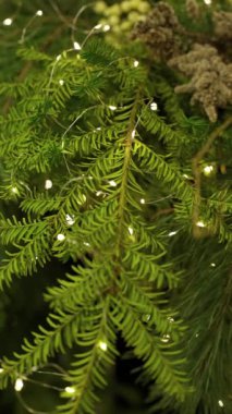 Canlı yeşil çam dallarının yakın çekimi narin sicim ışıklarıyla aydınlatılarak neşeli ve doğal bir ortam yaratıyor..