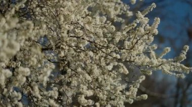 Ağaç dallarını kaplayan narin beyaz çiçeklerin yakın plan görüntüsü, canlı mavi gökyüzüne karşı kurulmuş..
