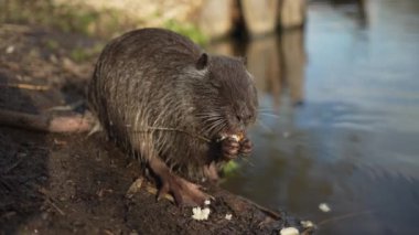 Sakin su kütlesinin yanında oturan hindistan cevizinin pençelerindeki yiyeceği kemirirken yakın plan görüntüsü..
