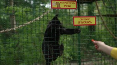 Bir hayvanat bahçesindeki metal kafese tırmanan siyah maymun, uyarı işaretleri ve yemyeşil ile çevrili..
