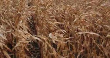 Kuru bir mısır tarlasının yakın çekim görüntüsü. Hasat mevsiminde yakalanan sıralanmış kahverengi mısır sapları..