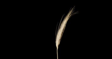 Sade siyah bir arka planda izole edilmiş altın bir arpa kulağının yakın çekimi..