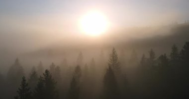 Yoğun bir ormanın üzerinde yükselen sislerin arasından yükselen güneşin sakin manzarası.