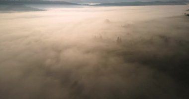 Kalın bir sis tabakası geniş bir orman manzarasını örtüyor. Ağaçları kısmen gizliyor ve uzak ufuk çizgisini de..