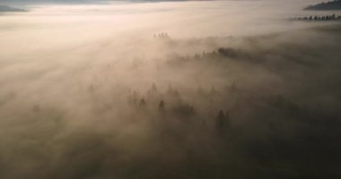 Yoğun bir orman yoğun bir sis ile kaplıydı ve sabah sisinin içinden ağaçlar çıkıyordu..