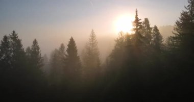 Güneşin doğuşunda sisli bir orman. Altın güneş ışığı her daim yeşil ağaçların arasından süzülüyor..