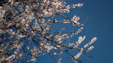 Çiçek açan kiraz ağacı dalları ve açık mavi gökyüzüne karşı narin beyaz çiçekler, ilkbaharın ve yenilenmenin sembolü, doğanın uyanışı..