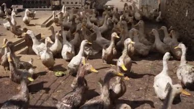 Büyük bir grup yerli ördek güneşli bir günde bir çiftlik avlusunda yürür. Serbest çiftlikteki ördekler çitlerle çevrili bir ahırın yanında toplanıyor..