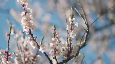 Baharda beyaz ve pembe çiçeklerle çiçek açan ağaç dalları. Mavi gökyüzüne karşı güzel mevsimlik çiçekler. Baharın erken saatlerinde kayısı ya da kiraz çiçeklerinin yakın çekimi.