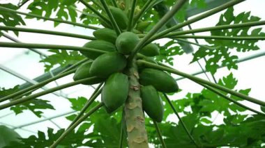 Papaya ağacının sağlam gövdesi büyük yeşil meyve kümesini destekler. Ağaçlar eşsiz şekilli yapraklarla dinamik bir zemin oluşturur.