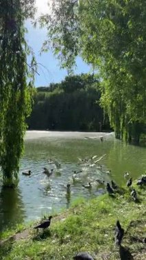 Yeşil bir gölün üzerinde uçan martılarla dolu huzurlu bir yaz sahnesi, altında söğüt ağaçlarıyla çevrili ördekler yüzüyor..