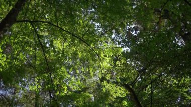 Yeşil yapraklar güneş ışığıyla parlıyor. Yeşillik, orman ortamında huzurlu ve huzurlu bir atmosfer yaratır..