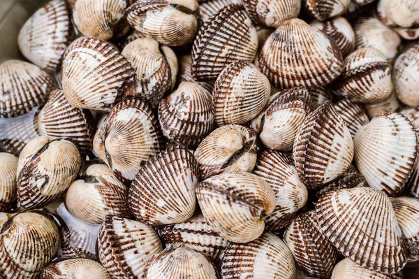 Fresh Seafood Cockles Bowl — Stock Photo, Image
