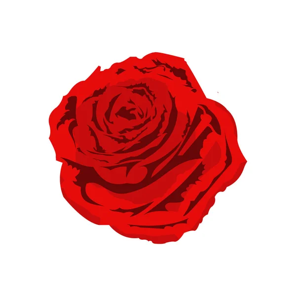 Gouri Rose Met Donkerrode Kleur — Stockvector