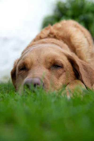 Cão Labrador Retriever Amarelo Contente Dormindo Grama Verde Exuberante Jardim — Fotografia de Stock