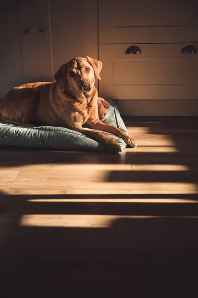 A senior fox red Labrador Retriever gun dog resting at home on a comfortable bed with shafts of sunlight from a window with copy space
