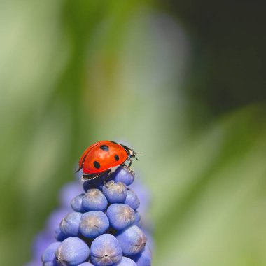 Kırmızı uğur böceği ya da uğur böceğinin makro fotoğrafını kapatıyoruz. İlkbaharda mavi bir Muscari çiçeğinin tepesinde fotokopi alanı ile tırmanıyorlar.