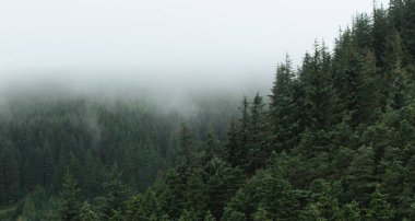 Alçak sis ve kopyalama alanının olduğu soğuk bir günde, sık ağaçlarla kaplı İskandinav çam ağacı tepe örtüsünün üzerindeki hava panoramik manzara.