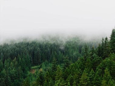 Düşük sis ve kopyalama alanı olan soğuk bir günde, sık ağaçlarla kaplı bir çam ormanının üzerindeki hava manzarası.