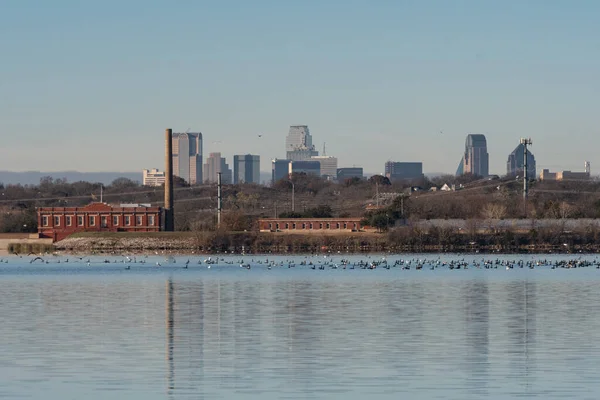 stock image A large flock of birds swimming near pump station on the far shore of White Rock Lake with the skyline of Dallas in the background.