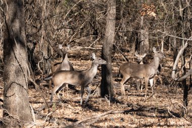 Several White-tailed deer walking though the bare, leafless woods on a winter morning in Texas.