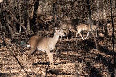 A White-tailed deer pausing in a clearing in the woods while other members of its herd walk in the background.