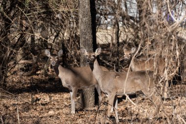 Three White-tailed deer standing in the sunlight in a woods clearing on a sunny, winter afternoon in Texas.