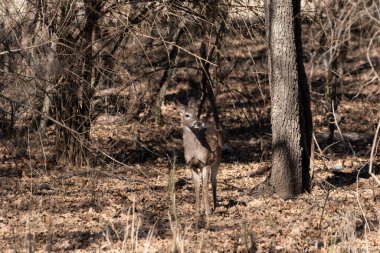 A young White-tailed deer pausing to stand in the sunlight in a wooded clearing on a winter afternoon in Texas.