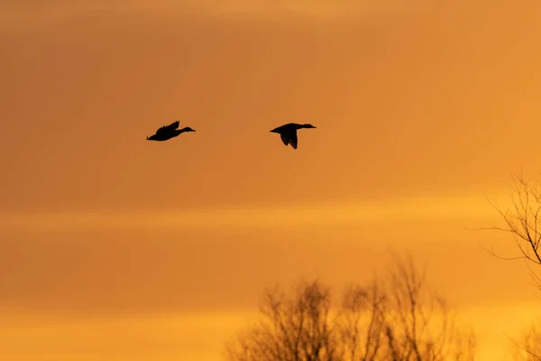 两只野鸭在天空中闪烁着的橙色云彩映衬下 在夕阳西下飞向一个落日点缀的地方 勾勒出它们的轮廓 — 图库照片