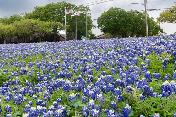 Arka planda üç bayrak direğinden ikisinde dalgalanan bir Amerikan bayrağı ve bir Teksas bayrağı olan bir yolun kenarında çiçek açan güzel bir Bluebonnet tarlası..