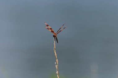 Güzel, turuncu ve kahverengi bir Cadılar Bayramı Pennant 'ının profili. Arka planda gölcük olan bir çubuğa tutunarak bulanık bir arkaplan oluşturmuş..