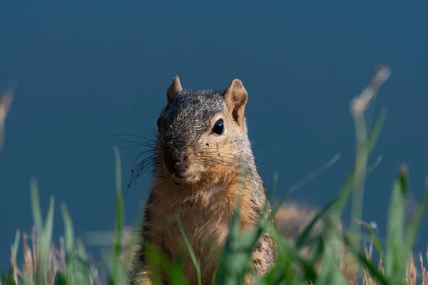 Ein Geschnittenes Fox Eichhörnchen Mit Wachen Ohren Als Einem Sonnigen — Stockfoto