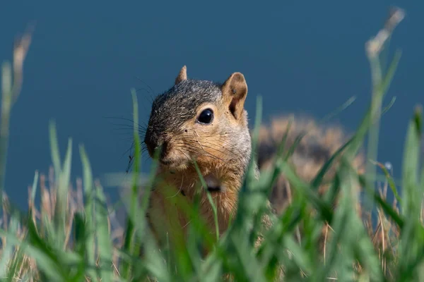 Ein Geschnittenes Fox Eichhörnchen Mit Wachen Ohren Als Einem Sonnigen — Stockfoto