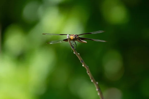 Head View Widow Skimmer Dragonfly Clinging Small Stick Looking Airplane — Stock Photo, Image