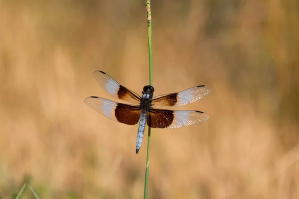 乾燥した草のぼんやりとした日焼けの背景に広がっている翼を持つ緑の棒に包まれた美しい未亡人スキマートンボ — ストック写真