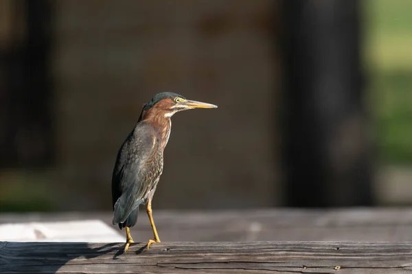 stock image A Green Heron standing on the wood rails of a pier and looking to the side with a building creating a blurry brown background.