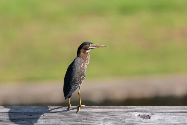 Green Heron Standing Wood Rails Pier Looking Side Field Grass — Stock Photo, Image