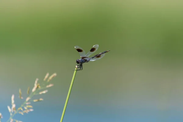 一只四条斑纹的蜻蜓依附在池塘对面的绿草上 形成了模糊 绿色和蓝色的背景 — 图库照片