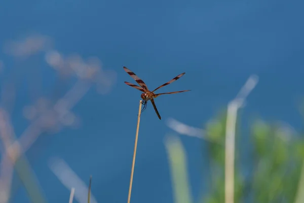 Beautiful Orange Brown Halloween Pennant Dragonfly Resting Small Stick Pond — Stock Photo, Image