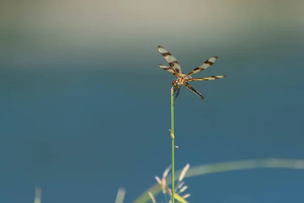 Beautiful Halloween Pennant Dragonfly Perched Green Stick Pond Green Grass — Stock Photo, Image